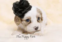 Stella, a female Cavalier King Charles Spaniel and Poodle - Miniature  for sale in Fort Scott, KS – 2 of 3