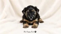 Rocky, a male Yorkshire Terrier for sale in Fort Scott, KS – 2 of 2