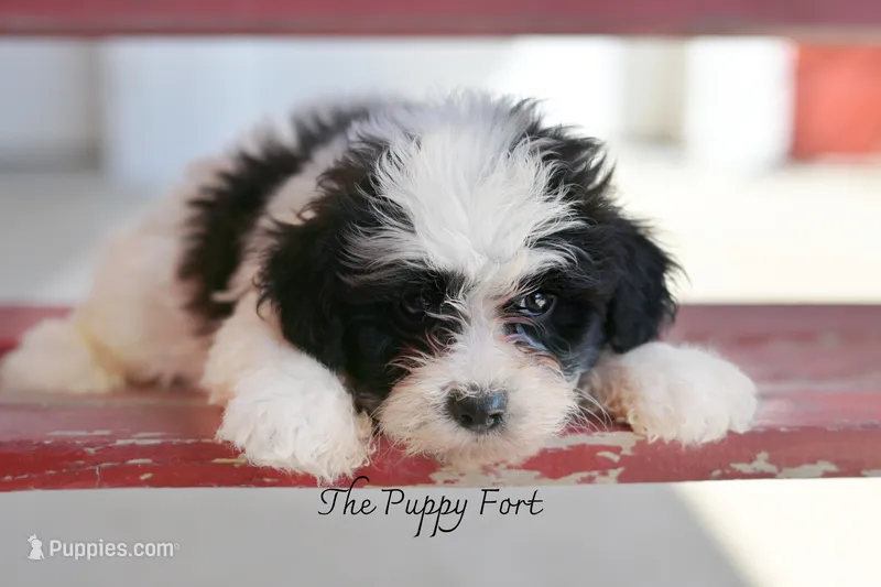 Jett – Yorkshire Terrier, Poodle - Toy  puppy for sale in Fort Scott, KS