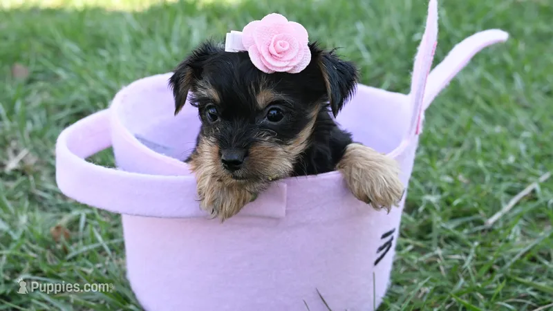 Holly – Yorkshire Terrier puppy for sale in Fort Scott, KS