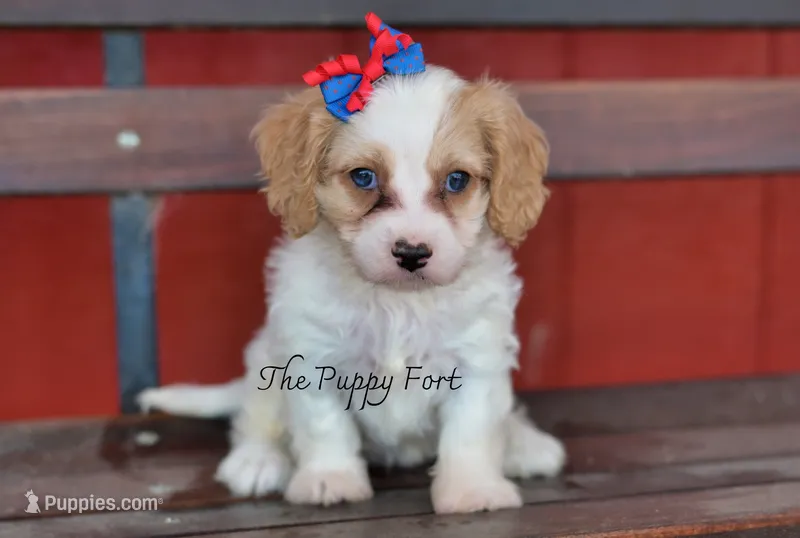 Stella – Cavalier King Charles Spaniel, Poodle - Miniature  puppy for sale in Fort Scott, KS