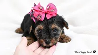 chloe, a female Yorkshire Terrier for sale in Fort Scott, KS – 3 of 3