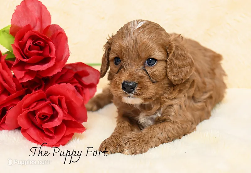 Max – Cavalier King Charles Spaniel, Poodle - Miniature  puppy for sale in Fort Scott, KS