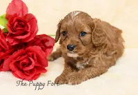 Max, a male Cavalier King Charles Spaniel and Poodle - Miniature  for sale in Fort Scott, KS – 1 of 2