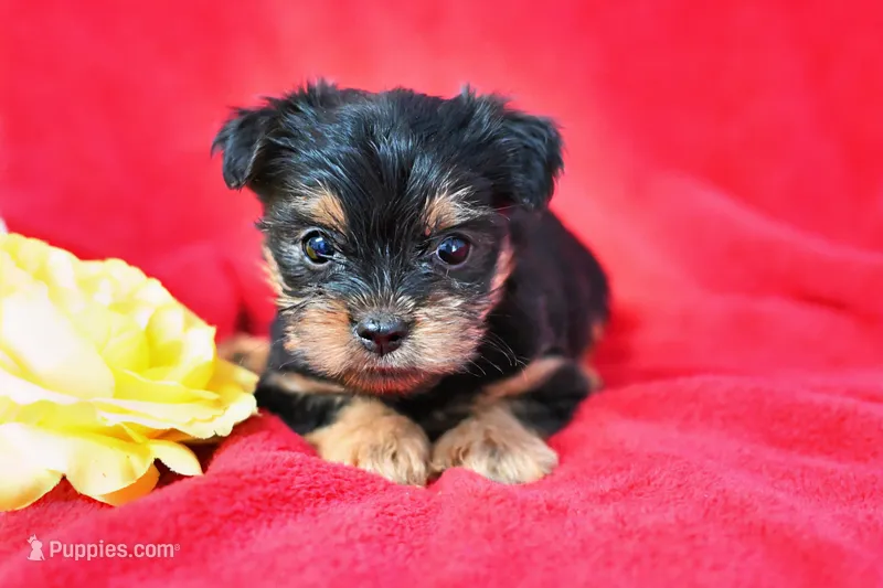 Cooper – Yorkshire Terrier puppy for sale in Fort Scott, KS