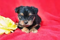 Cooper, a male Yorkshire Terrier for sale in Fort Scott, KS – Photo 1 of 2