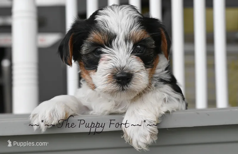 Charlie – Yorkshire Terrier puppy for sale in Fort Scott, KS