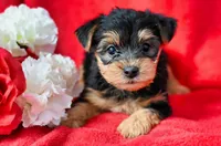 Elvis, a male Yorkshire Terrier for sale in Fort Scott, KS – Photo 1 of 2