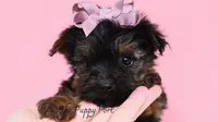 Lilly, a female Yorkshire Terrier for sale in Fort Scott, KS – 2 of 2