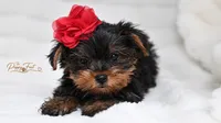Bella-TOY, a male Yorkshire Terrier for sale in Fort Scott, KS – 1 of 2