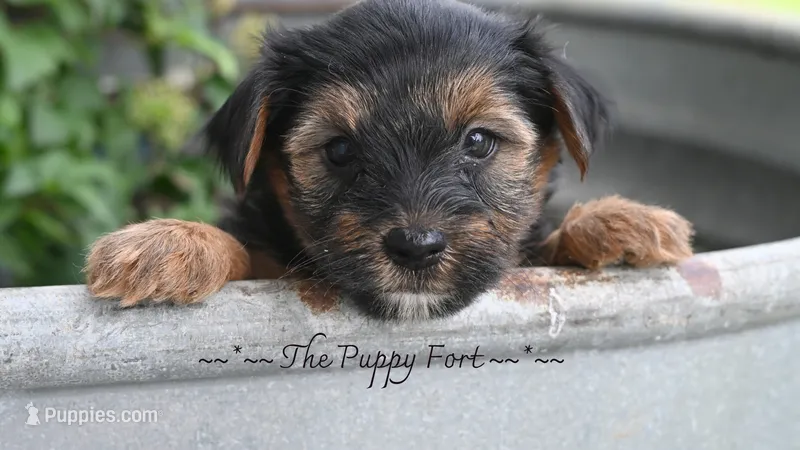 Rocky – Yorkshire Terrier puppy for sale in Fort Scott, KS