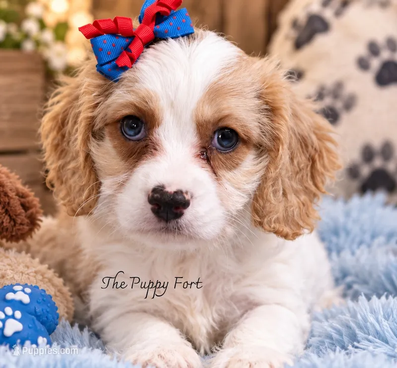 Stella! You can come for pickup today!  – Cavalier King Charles Spaniel, Poodle - Miniature  puppy for sale in Fort Scott, KS