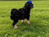 Lilly , a female Yorkshire Terrier and Poodle - Miniature  for sale in Fort Scott, KS – 2 of 2