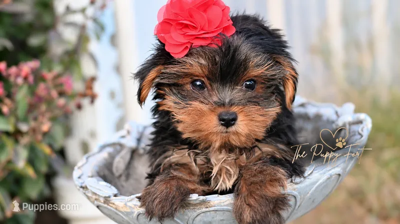 Bella-TOY – Yorkshire Terrier puppy for sale in Fort Scott, KS
