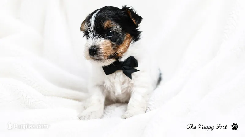 Winston – Yorkshire Terrier puppy for sale in Fort Scott, KS