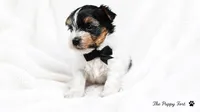 Winston, a male Yorkshire Terrier for sale in Fort Scott, KS – 1 of 2