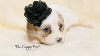 Stella, a female Cavalier King Charles Spaniel and Poodle - Miniature  for sale in Fort Scott, KS – 3 of 3