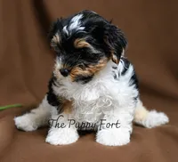 Grogu, a male Yorkshire Terrier for sale in Fort Scott, KS – 2 of 2