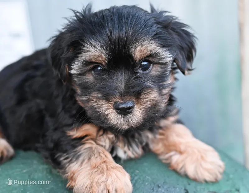 Buddy – Yorkshire Terrier puppy for sale in Fort Scott, KS