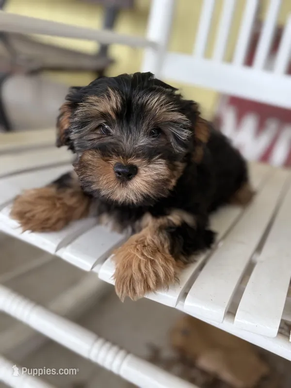 Buddy 18 month guarantee – Yorkshire Terrier puppy for sale in Fort Scott, KS