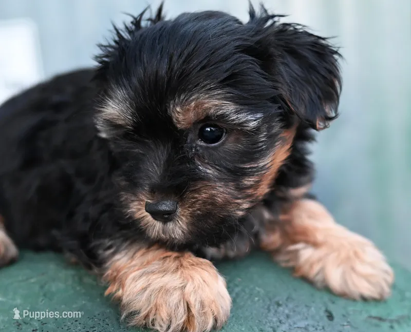 Buddy 18 month guarantee – Yorkshire Terrier puppy on hold in Fort Scott, KS