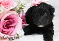 Sloan, a female Yorkshire Terrier and Poodle - Toy  for sale in Fort Scott, KS – 2 of 2