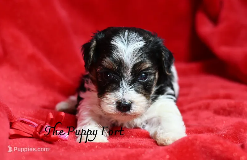 Nash – Yorkshire Terrier, Poodle - Toy  puppy for sale in Fort Scott, KS
