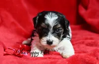 Nash, a male Yorkshire Terrier and Poodle - Toy  for sale in Fort Scott, KS – 1 of 2
