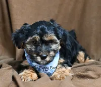 Rocky-18 month guarantee, a male Yorkshire Terrier for sale in Fort Scott, KS – 2 of 2