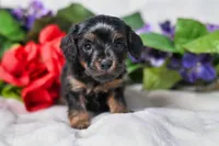 Aster, a male Cavapoo for sale in Fort Scott, KS – Photo 2 of 2