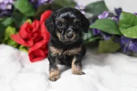 Aster, a male Cavapoo for sale in Fort Scott, KS – Photo 1 of 2