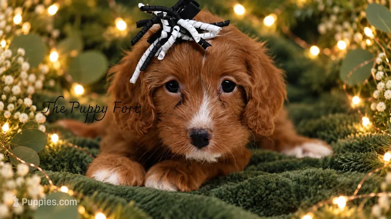 Ember – Cavapoo puppy for sale in Fort Scott, KS