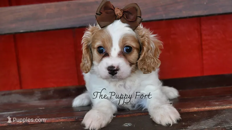 Anna – Cavalier King Charles Spaniel, Poodle - Miniature  puppy for sale in Fort Scott, KS