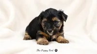 Rocky, a male Yorkshire Terrier for sale in Fort Scott, KS – 1 of 2