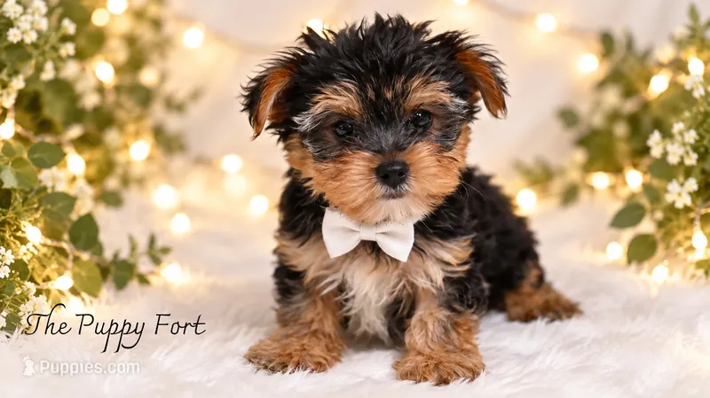 Bear – Yorkshire Terrier puppy for sale in Fort Scott, KS