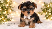 Bear, a male Yorkshire Terrier for sale in Fort Scott, KS – 1 of 1