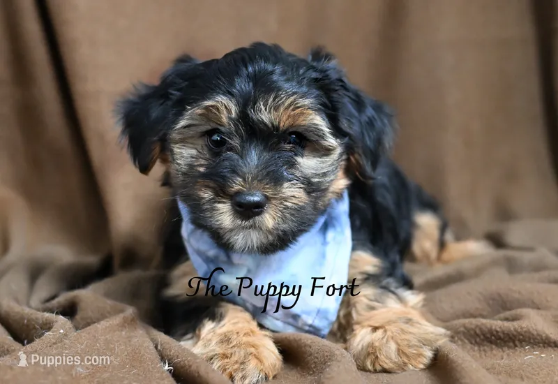Rocky-18 month guarantee – Yorkshire Terrier puppy for sale in Fort Scott, KS