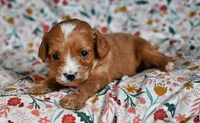 River, a male Cavalier King Charles Spaniel and Poodle - Miniature  for sale in Fort Scott, KS – Photo 1 of 2