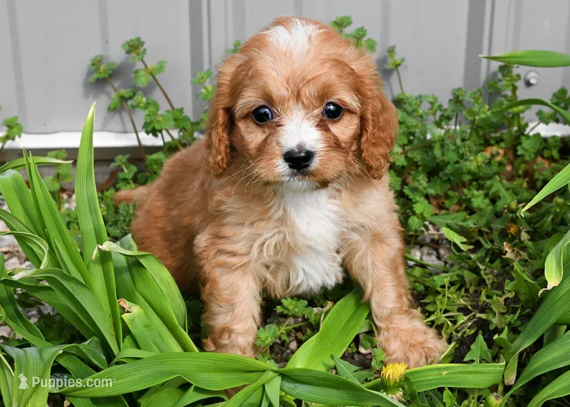 River – Cavalier King Charles Spaniel, Poodle - Miniature  puppy for sale in Fort Scott, KS