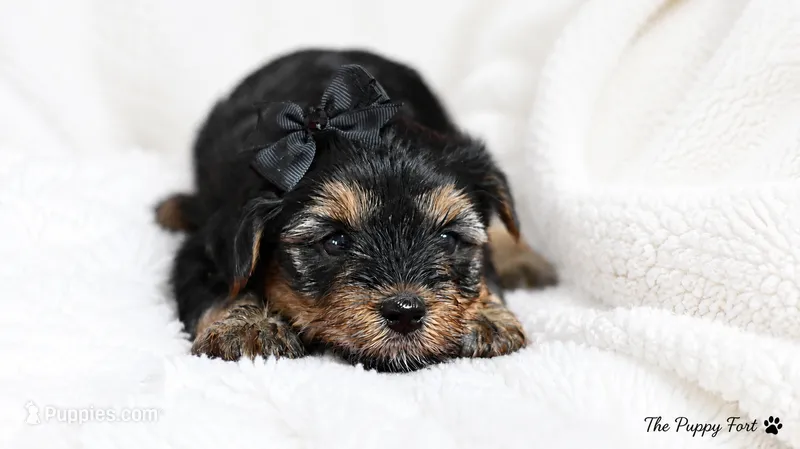 Willow – Yorkshire Terrier puppy for sale in Fort Scott, KS