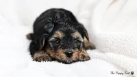 Willow, a female Yorkshire Terrier for sale in Fort Scott, KS – 1 of 2