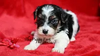 Nash, a male Yorkshire Terrier and Poodle - Toy  for sale in Fort Scott, KS – 2 of 2