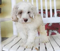 Charles, a male Cockapoo for sale in Fort Scott, KS – Photo 1 of 2