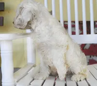 Charles, a male Cockapoo for sale in Fort Scott, KS – Photo 2 of 2