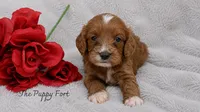 Charlie, a male Cavapoo for sale in Fort Scott, KS – 2 of 2