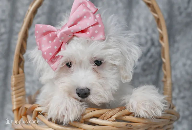 Mandy, a female Maltipoo and Maltese for sale in Fort Scott, KS – Photo 1 of 2