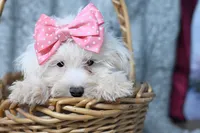 Mandy, a female Maltipoo and Maltese for sale in Fort Scott, KS – Photo 2 of 2
