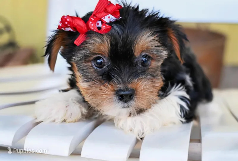 Flower – Yorkshire Terrier puppy for sale in Fort Scott, KS