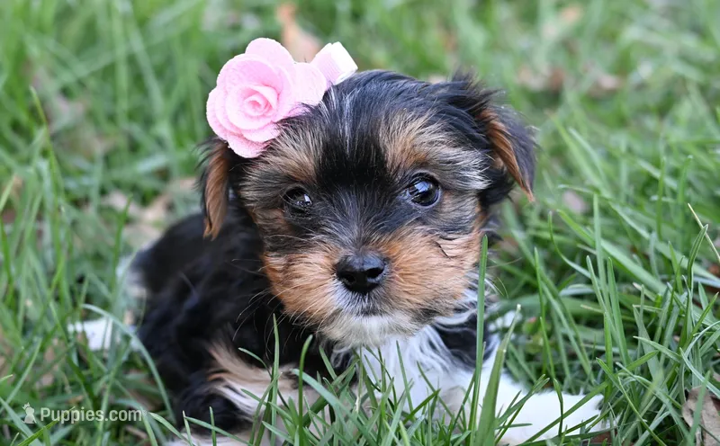 Flower-shipping included  – Yorkshire Terrier puppy for sale in Fort Scott, KS