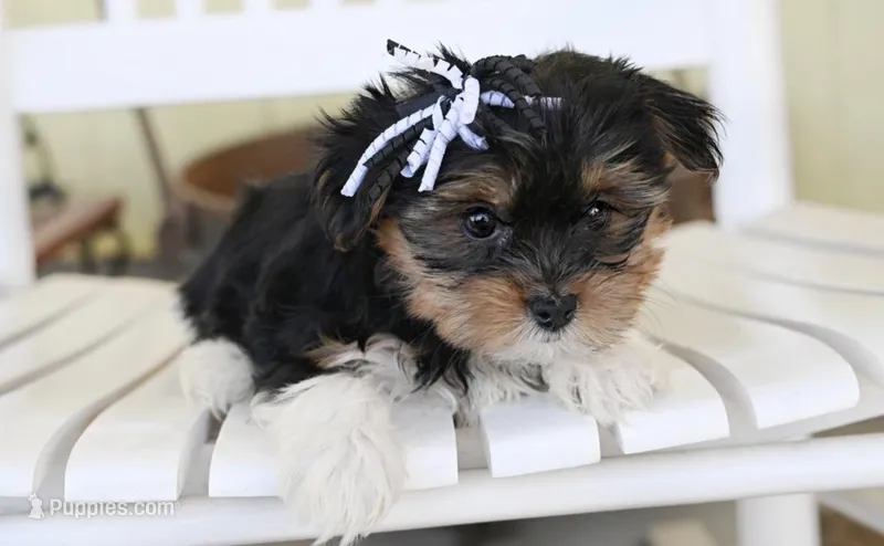 Flower – Yorkshire Terrier puppy for sale in Fort Scott, KS